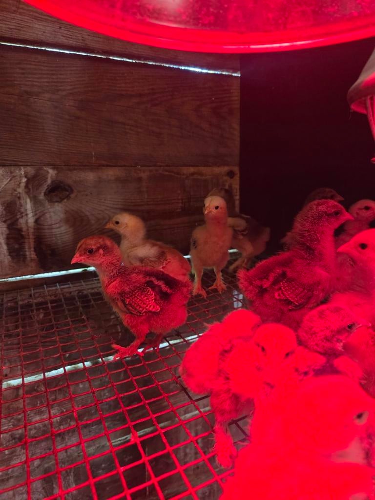 Brahma kuikens, Dieren en Toebehoren, Pluimvee