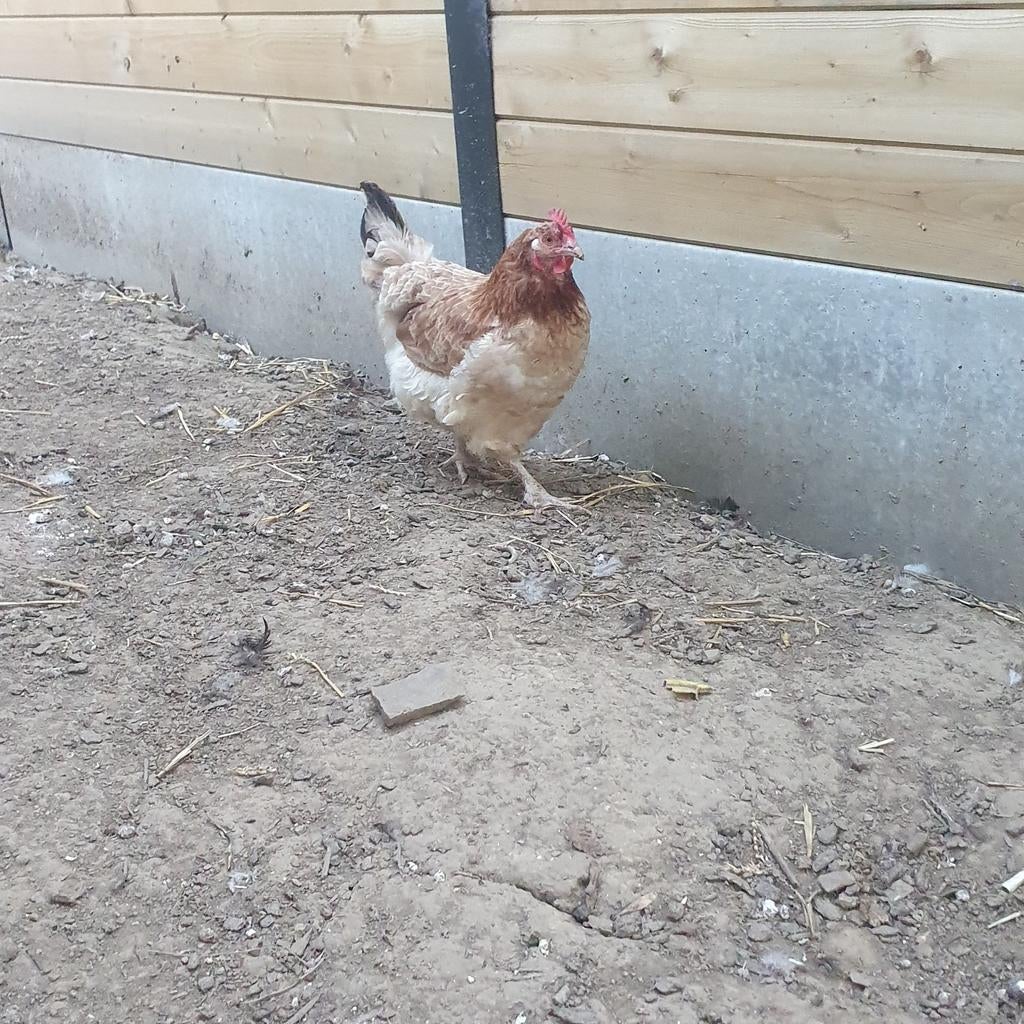 Kippen  20€ per stuk, Dieren en Toebehoren, Pluimvee