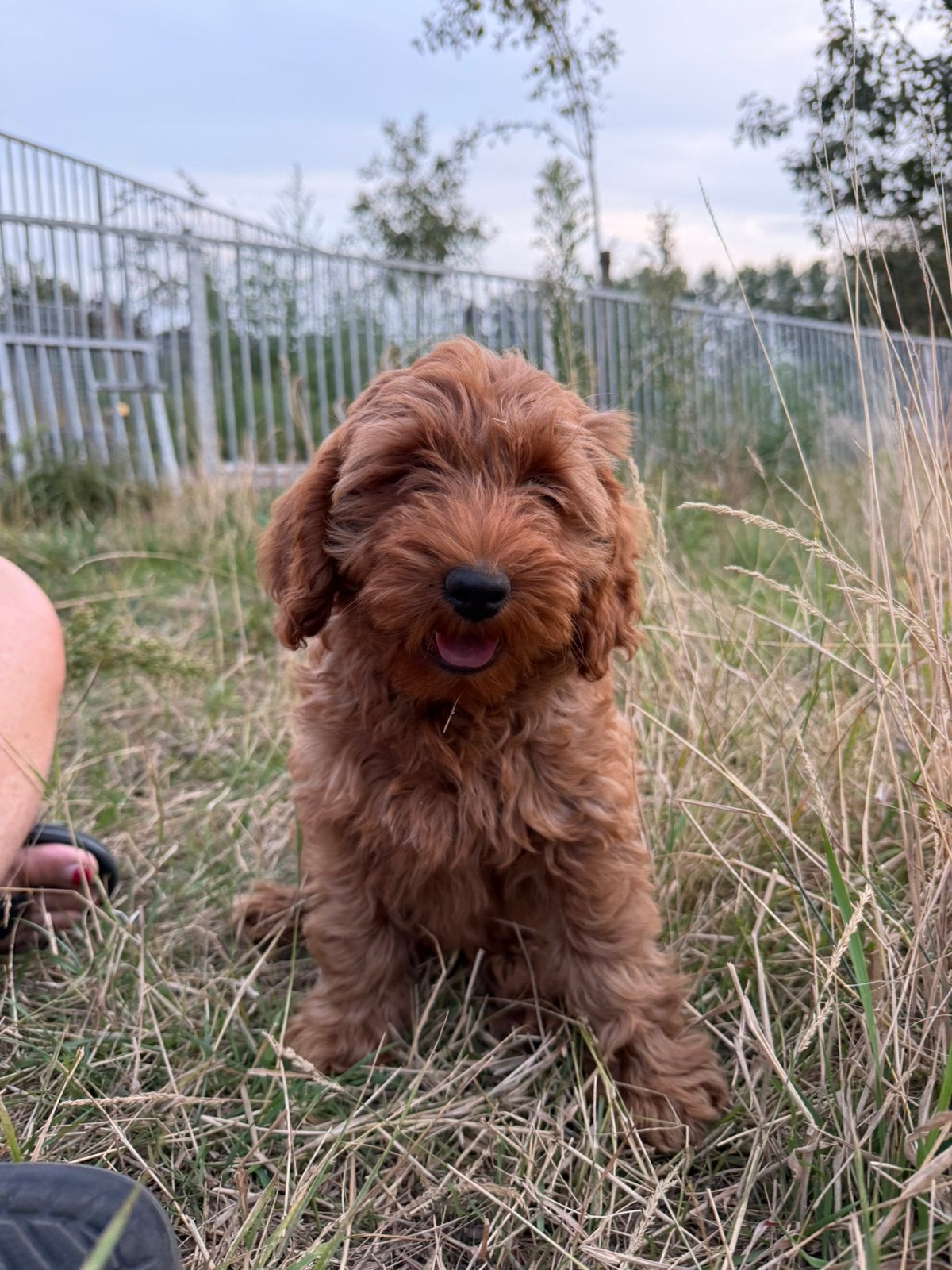 Mooie mini Labradoodle pups!, Maladie de Carré (chiens), Labrador retriever, Plusieurs, Belgique