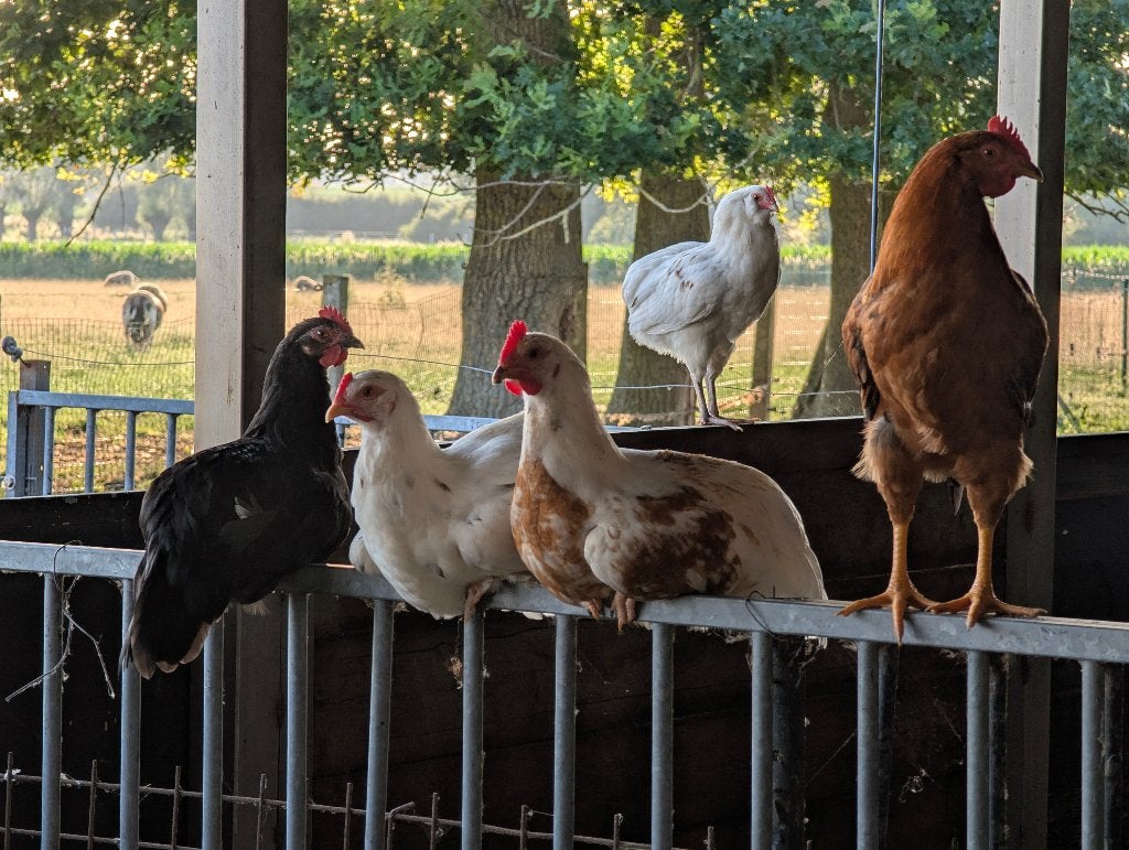 kippen, Dieren en Toebehoren, Pluimvee, Meerdere dieren, Kip