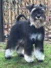 zwart-zilverkleurige dwergschnauzer teefje gezocht, Animaux & Accessoires, Enlèvement