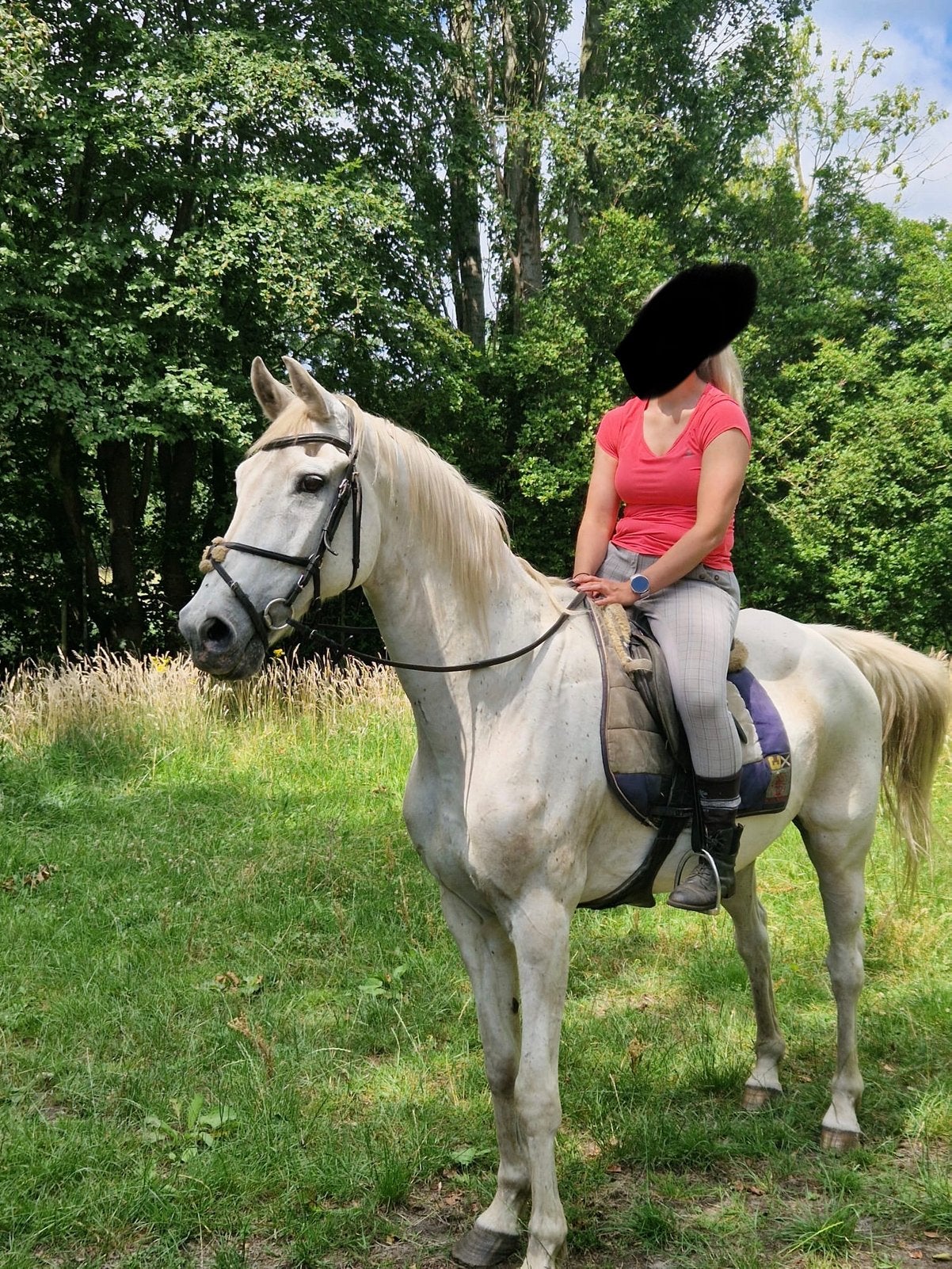 Préférez un jardin fiable, Animaux & Accessoires, Chevaux, 11 ans ou plus, Hongre, L, 160 à 165 cm