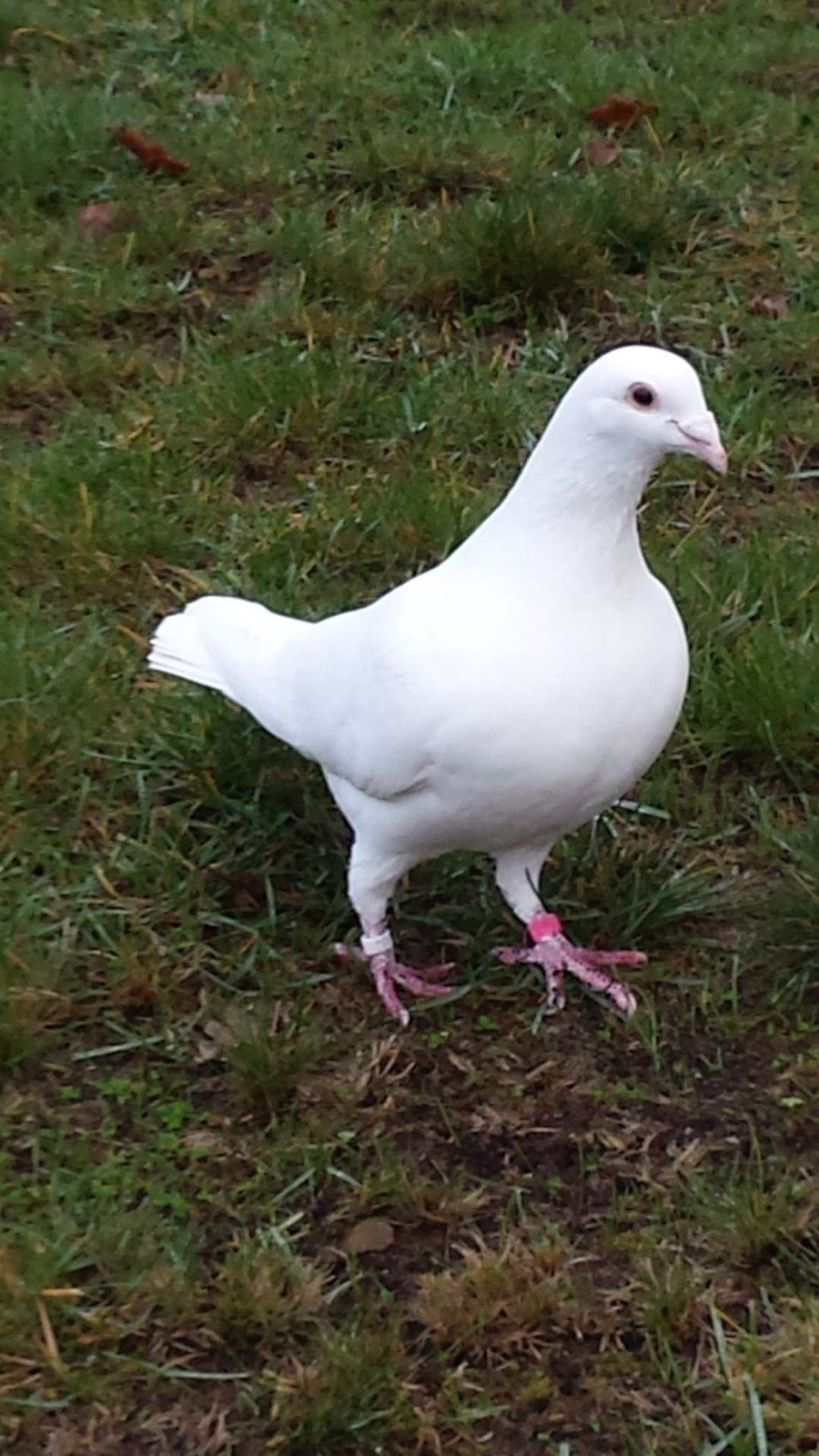 Witte reisduiven, Dieren en Toebehoren, Vogels | Duiven