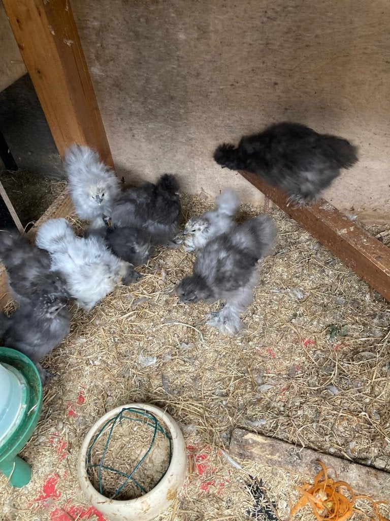 jonge zijdehoenders, Dieren en Toebehoren, Geslacht onbekend, Kip