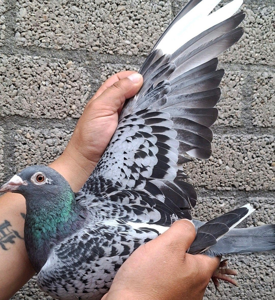 pigeon de course Direct Jacob F. Draaisma., Femelle, Pigeon voyageur