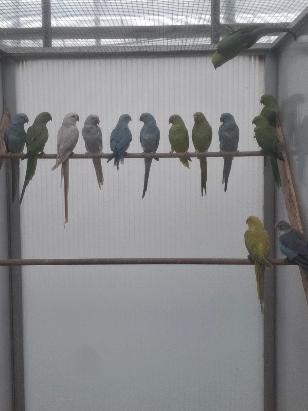 Halsband parkieten zeer ruime keuze