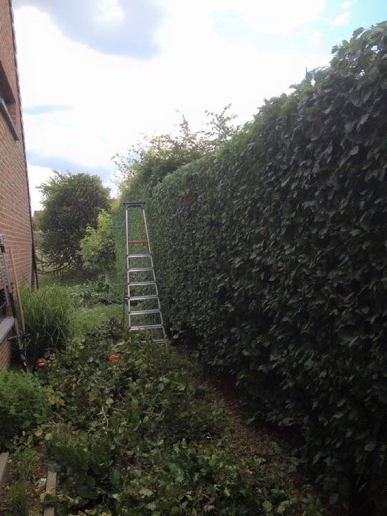 Entretien du jardin dans le Brabant flamand, Jardin & Terrasse, Enlèvement, Neuf