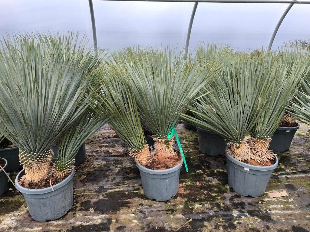 Yucca rostrata multistam, Tuin en Terras, Planten | Tuinplanten, Vaste plant, Halfschaduw, Lente, Ophalen
