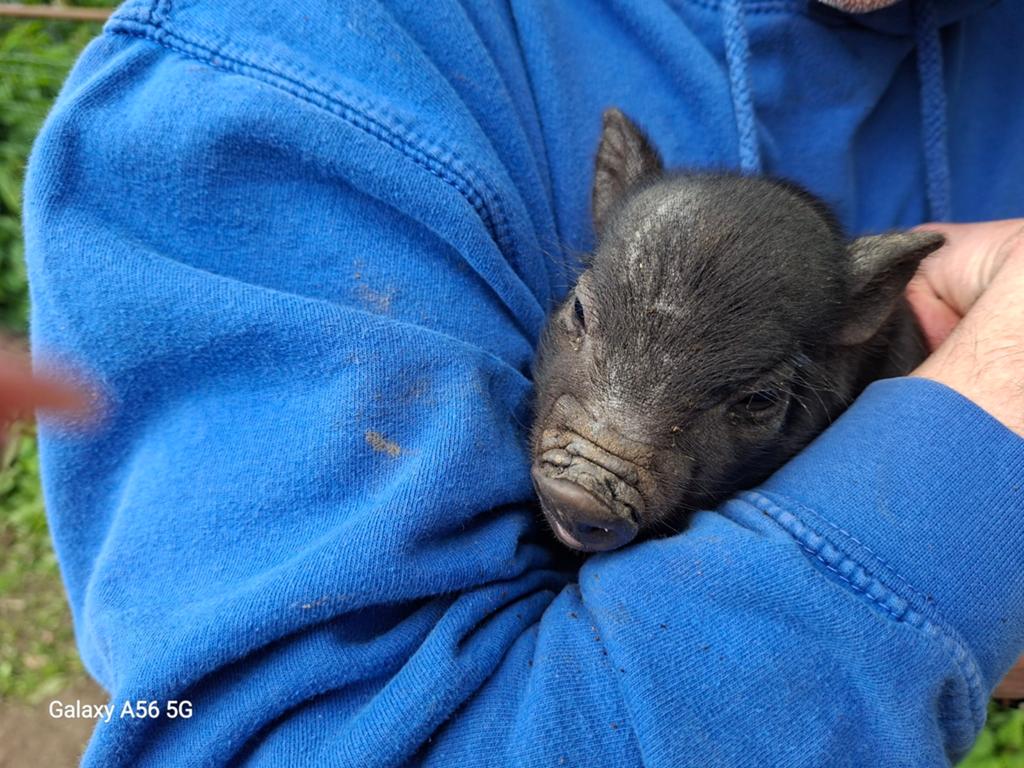 Mini hangbuikvarken te koop, Dieren en Toebehoren
