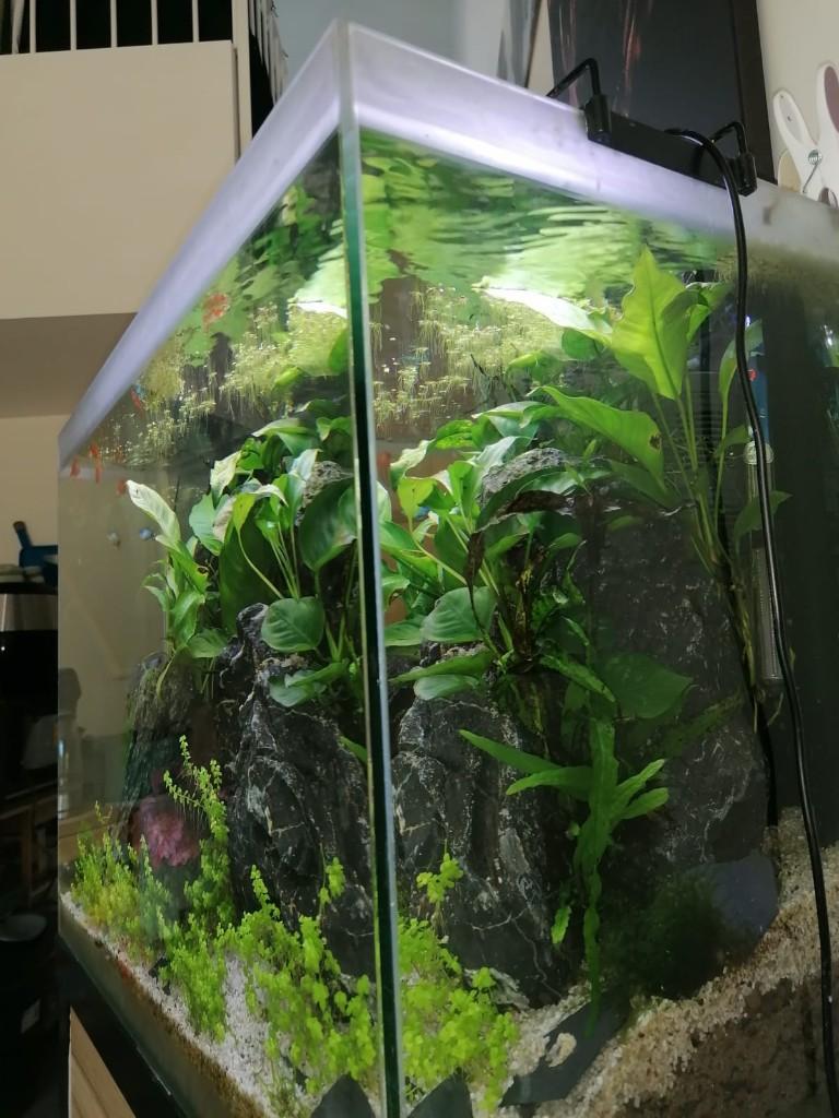 aquarium met kast en toebehoren, Dieren en Toebehoren, Ophalen, Inclusief vissen, Gebruikt, Gevuld zoetwateraquarium