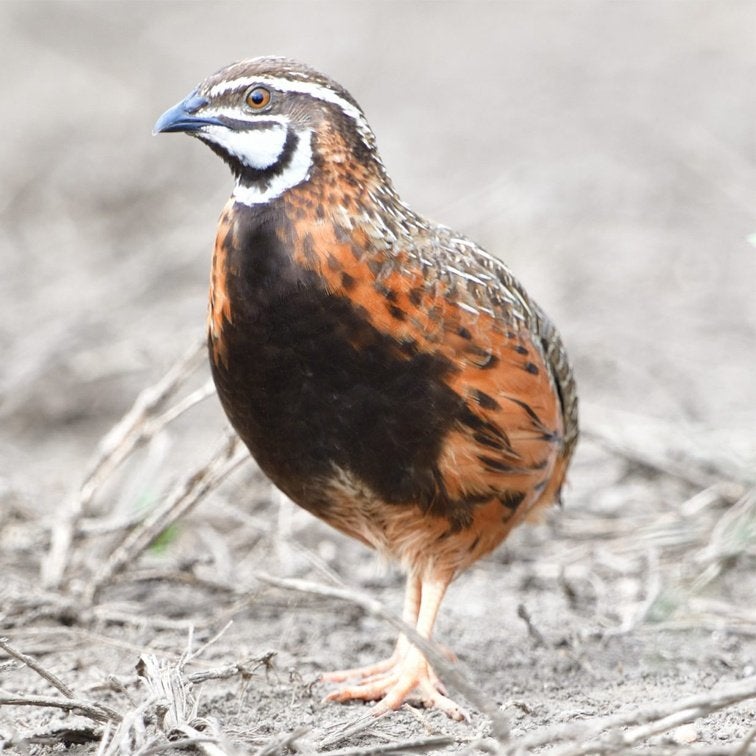 Kwartels, Plusieurs animaux