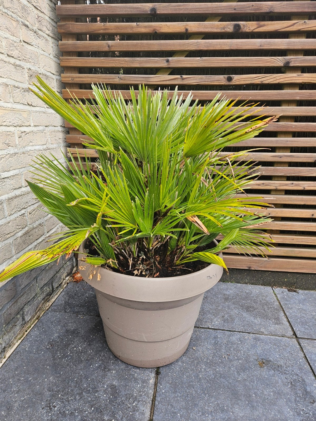 tropische plant met pot, Tuin en Terras, Ophalen