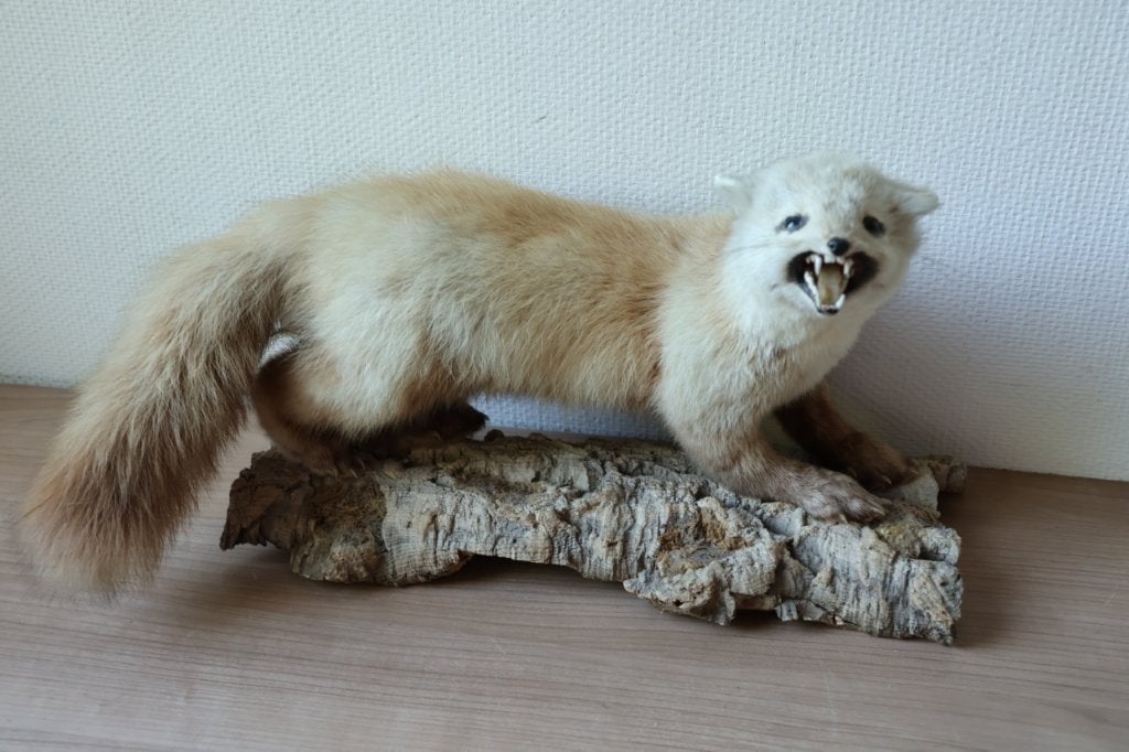 Taxidermie opgezette marter, Ophalen of Verzenden, Gebruikt, Wild dier