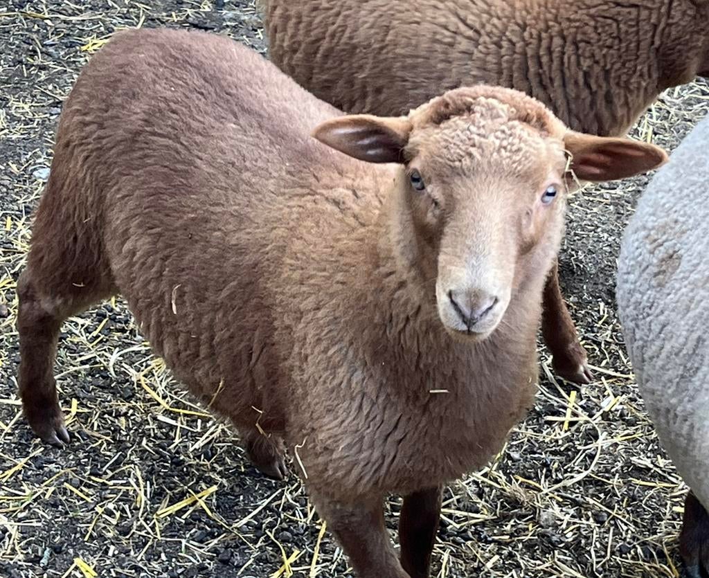 Ooi lam ardense voskop, Vrouwelijk, Schaap, 0 tot 2 jaar