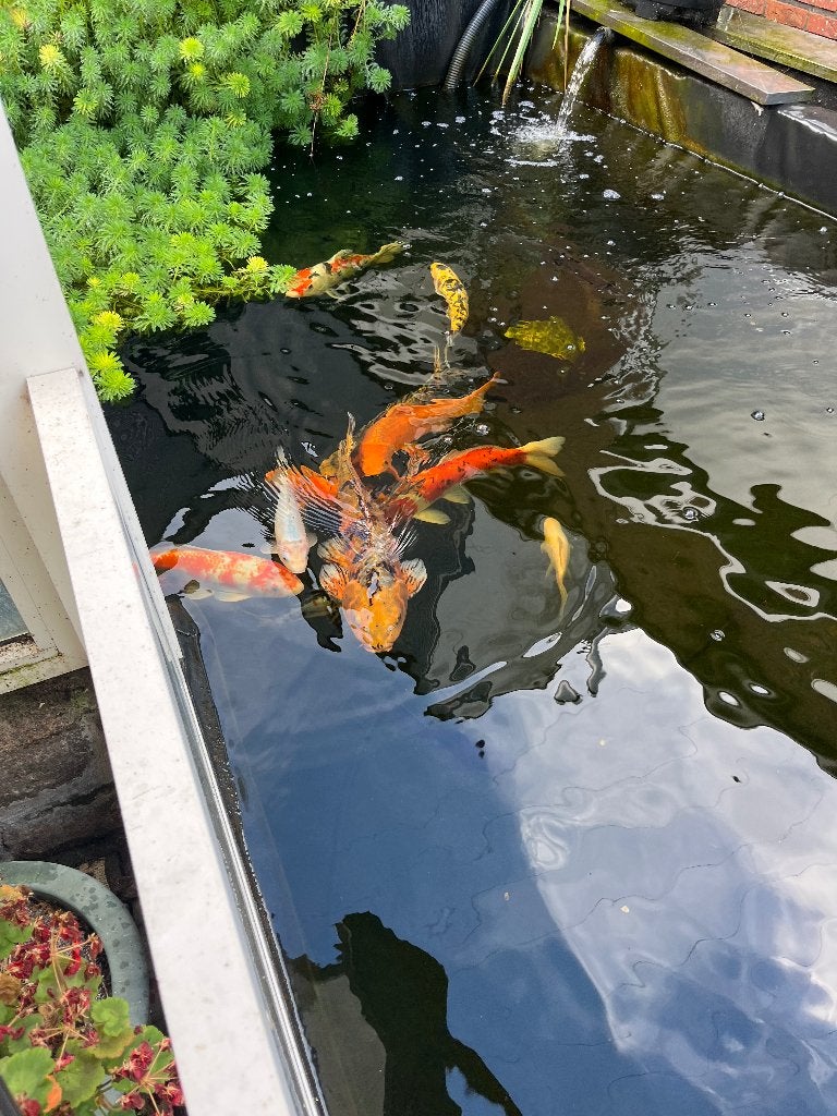 koi vissen, Karper of Koi
