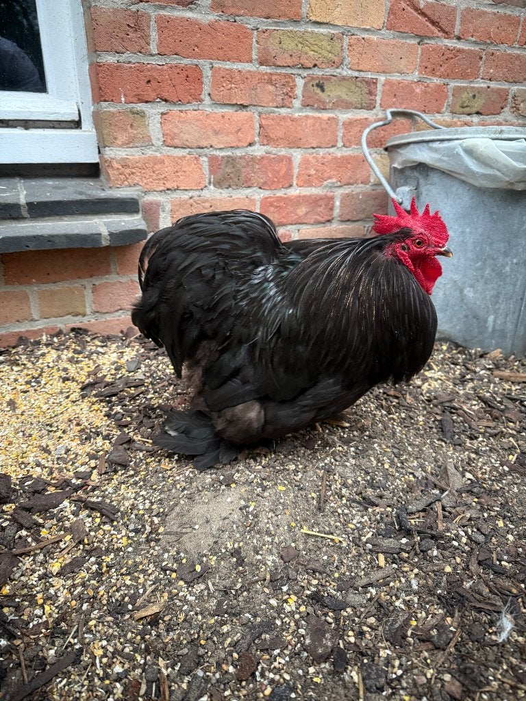 Top zwarte cochin haan, Mâle, Poule ou poulet