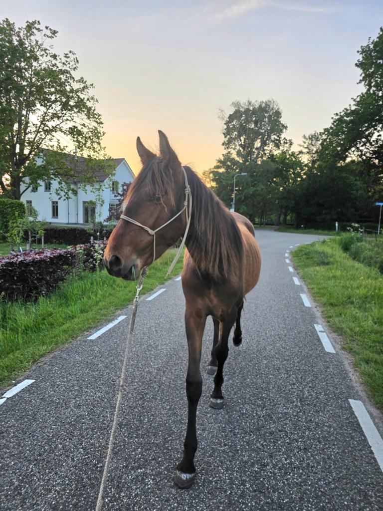 Lieve, zachte 2-jarige PRE hengst, Étalon