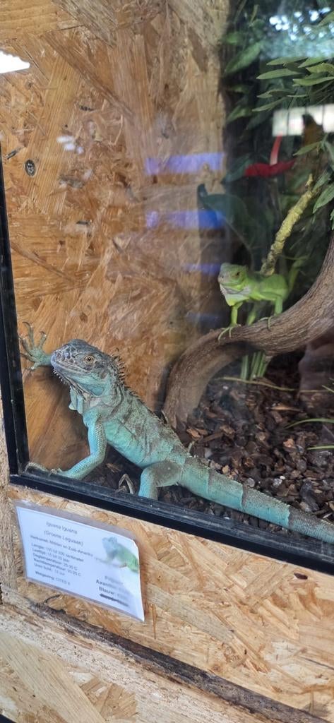 Blauwe leguanen, Animaux & Accessoires, Reptiles & Amphibiens, Amphibien