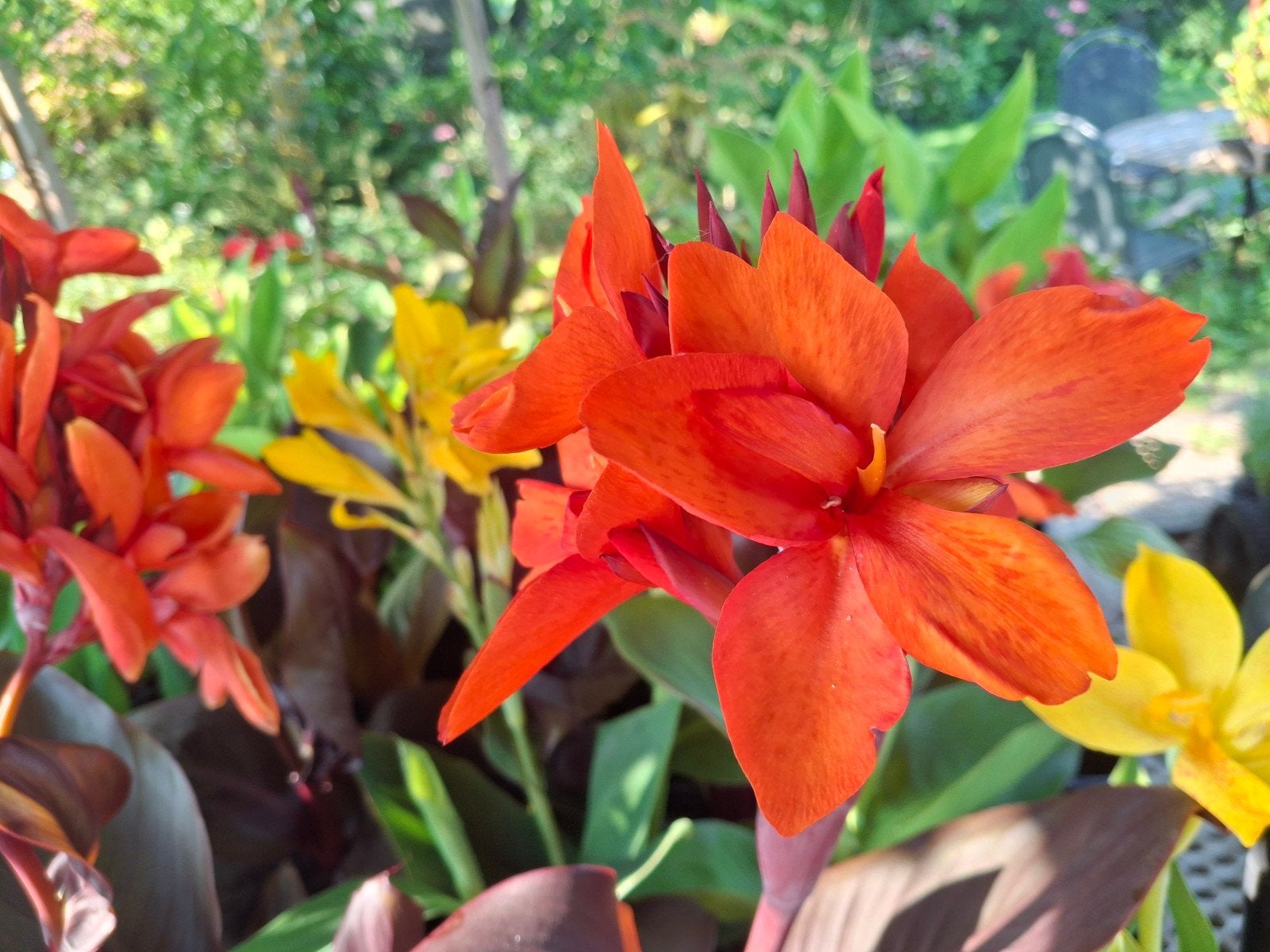 Canna's, Tuin en Terras, Ophalen