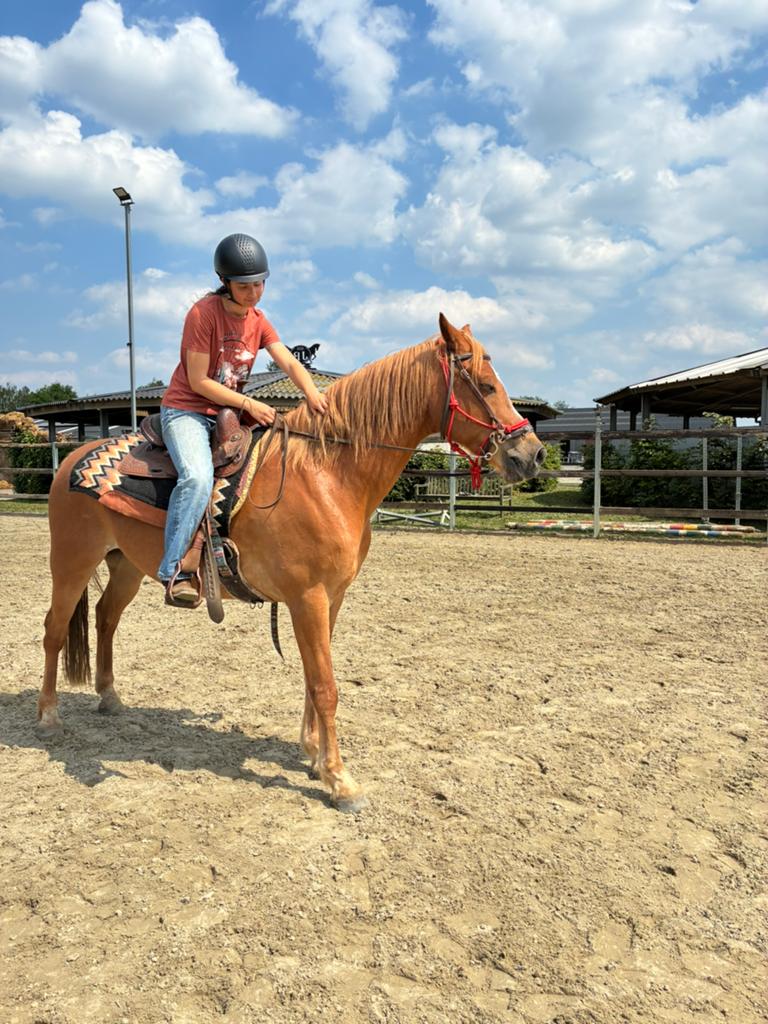 Met spoed te koop Arabo Haflinger, Dieren en Toebehoren, Gechipt, Ruin, Niet van toepassing, 160 tot 165 cm