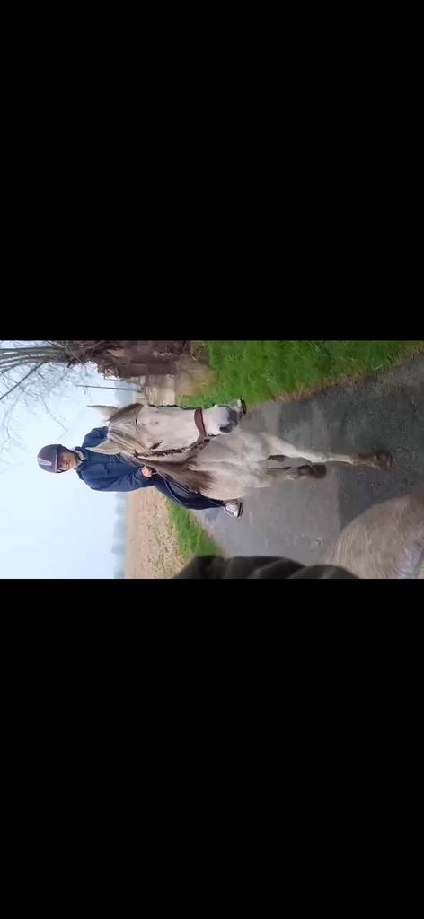 Lieve mooie merrie, Dieren en Toebehoren, Paarden, Merrie, Niet van toepassing, 160 tot 165 cm, 11 jaar of ouder, Recreatiepaard