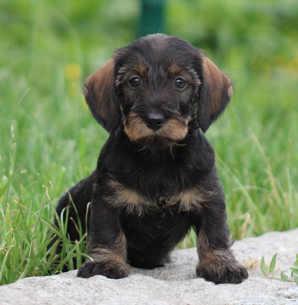 Chiots teckel, cheveux rêches, Animaux & Accessoires, Chiens | Teckels & Bassets, Plusieurs animaux, Poils durs, Nain, Éleveur | Professionnel