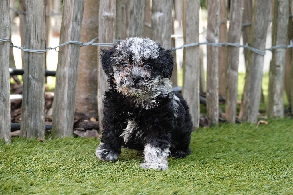 Prachtige Maltipoo pups, Parvo, België, Overige rassen, 8 tot 15 weken