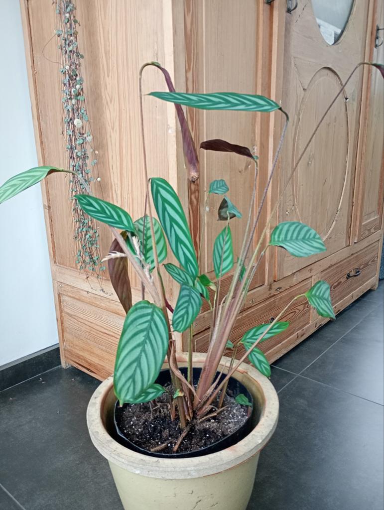 Calathea kamerplant, Tuin en Terras, Ophalen