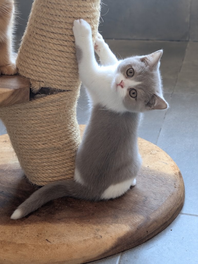 Lilac wit Brits korthaar poesje met stamboom, Dieren en Toebehoren, Poes, Met stamboom, 0 tot 2 jaar