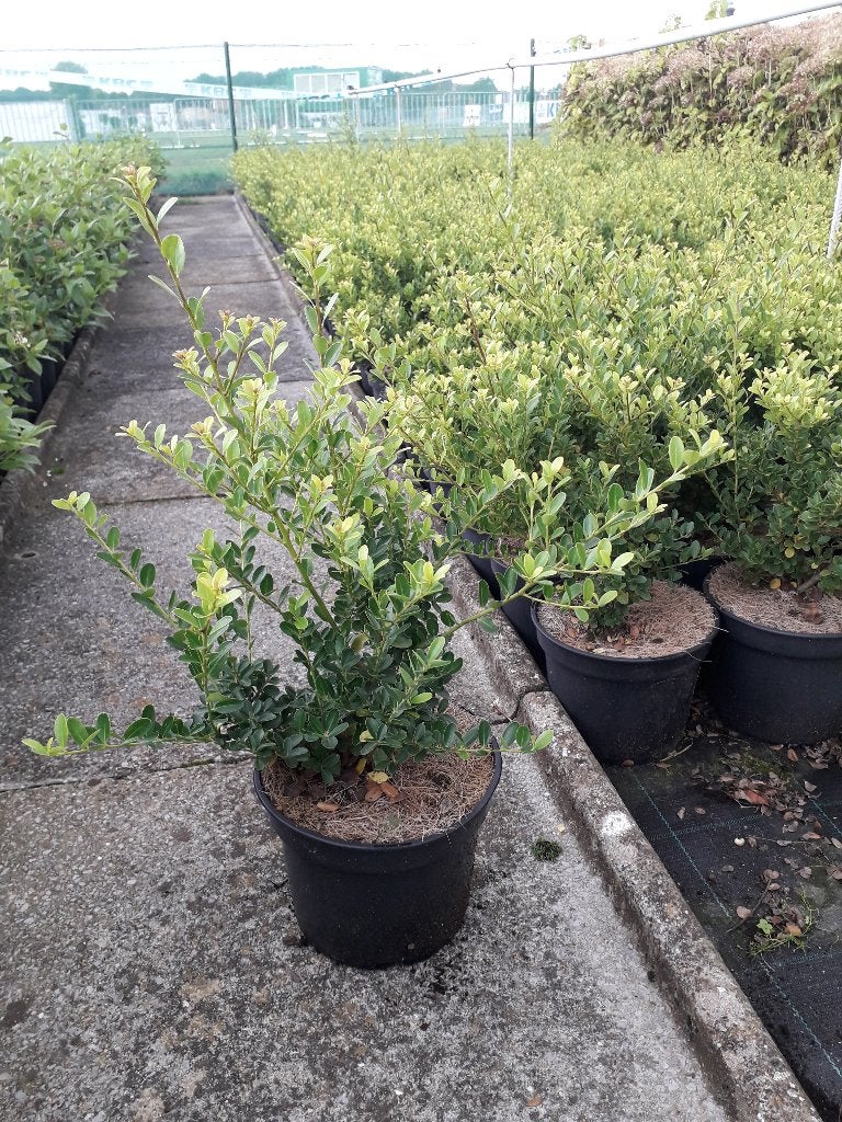 Japanse hulst / Ilex crenata 'Green Hedge', Ophalen, Hulst