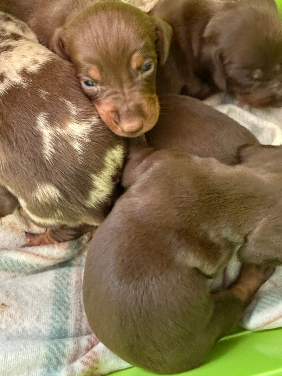 Dwergteckel pups, Parvo, België, 8 tot 15 weken, Korthaar