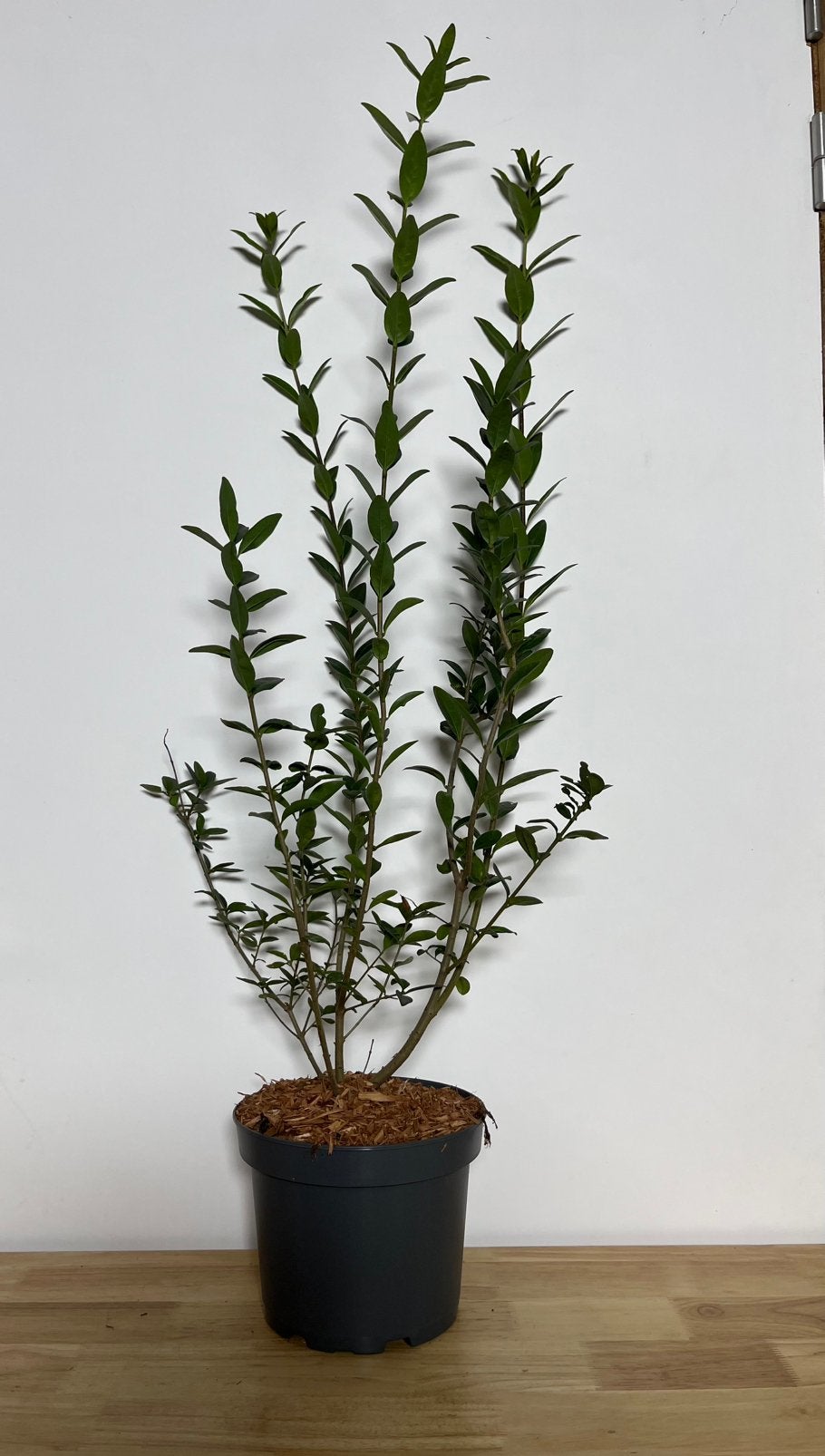 Ligustrum vulgare, Tuin en Terras, Ophalen