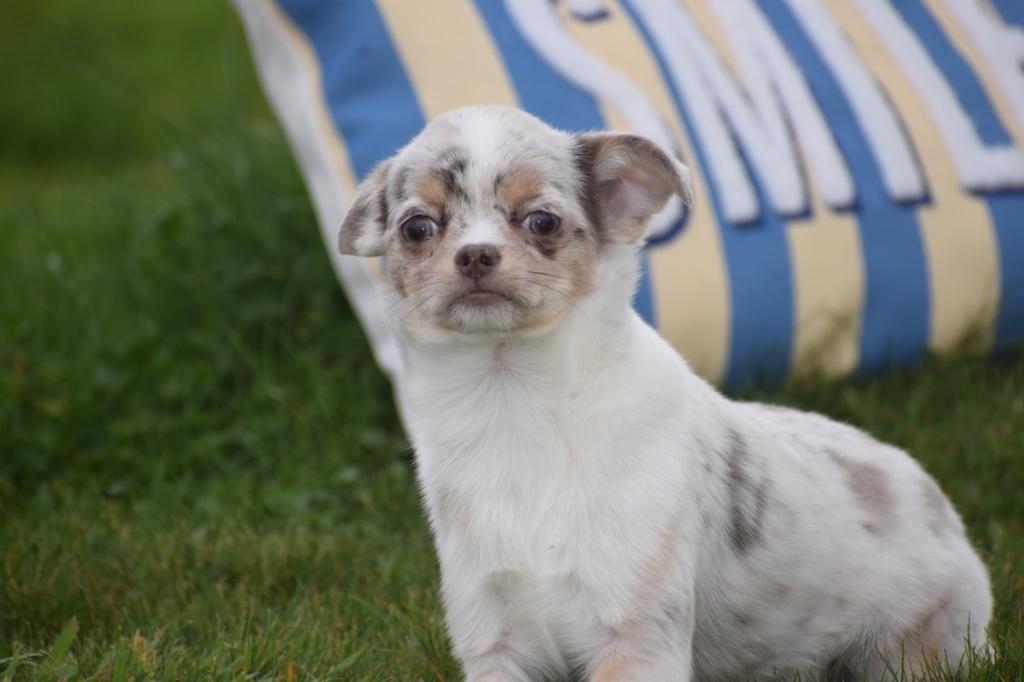 Chihuahua puber pup, Dieren en Toebehoren, 15 weken tot 1 jaar, Reu, Buitenland, Parvo
