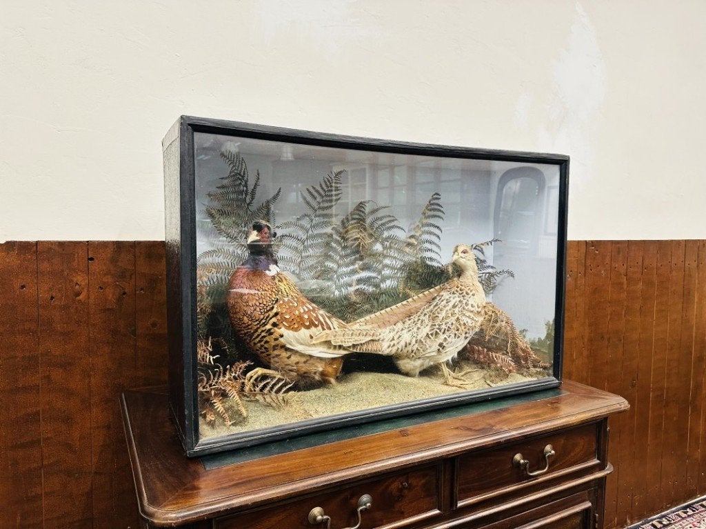 Antieke opgezette Fazanten in vitrine, Ophalen