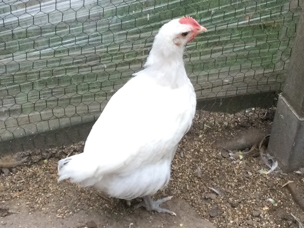 Jonge haan, Animaux & Accessoires, Mâle, Poule ou poulet