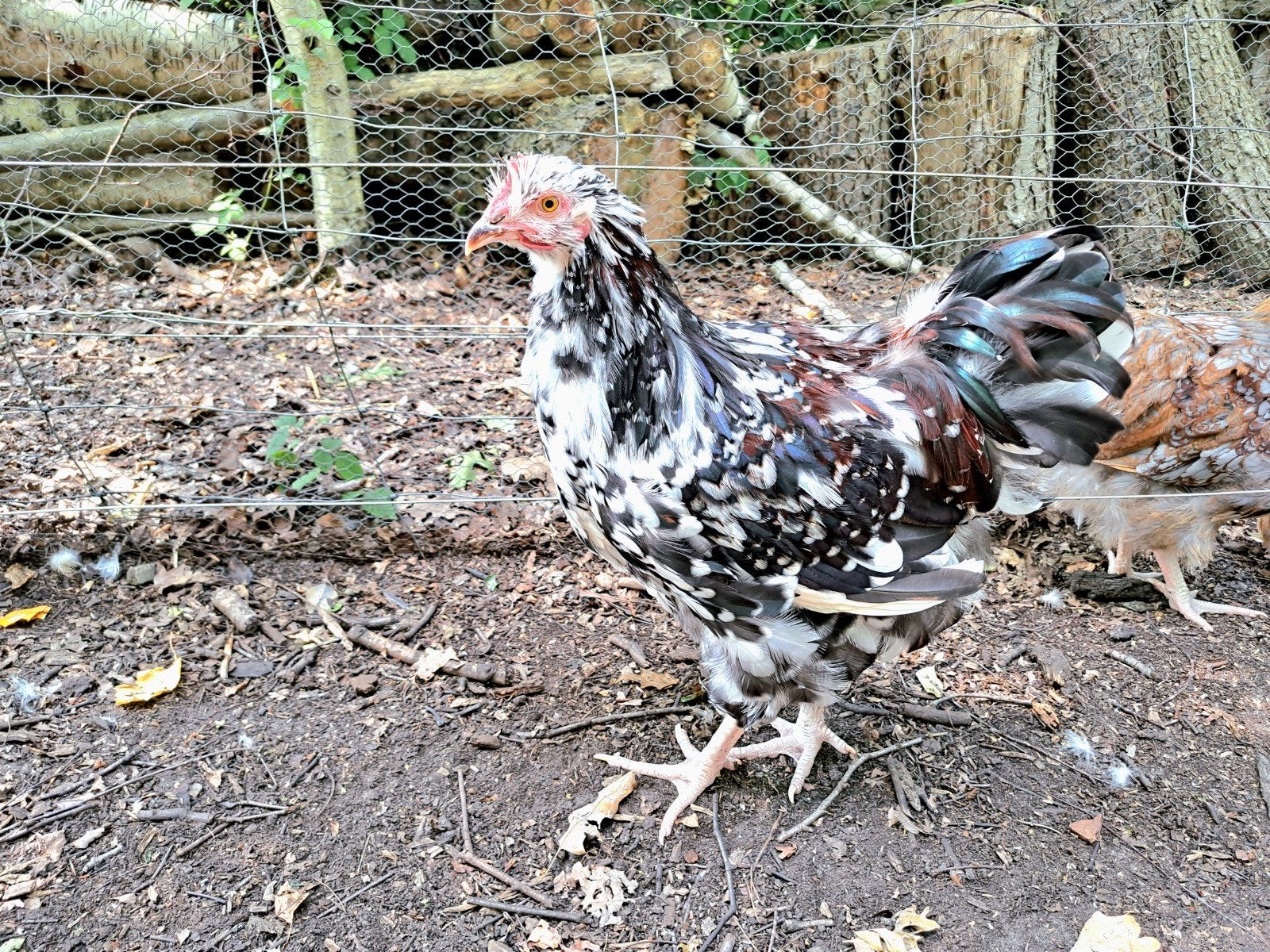Haan Orpington groothoender Porcelain, Dieren en Toebehoren