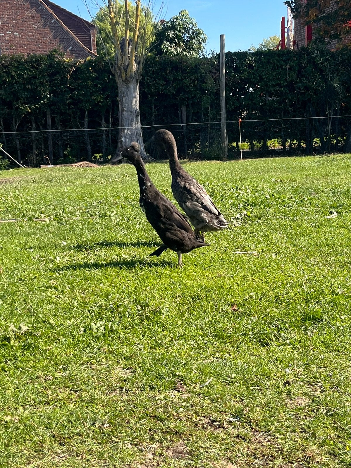 Koppel loopeenden (vrouwtje met kuif), Dieren en Toebehoren, Meerdere dieren, Eend