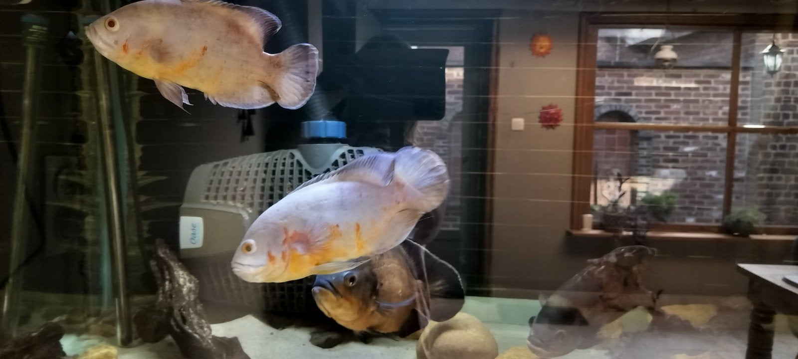 Oscars (zoetwater) en aquarium