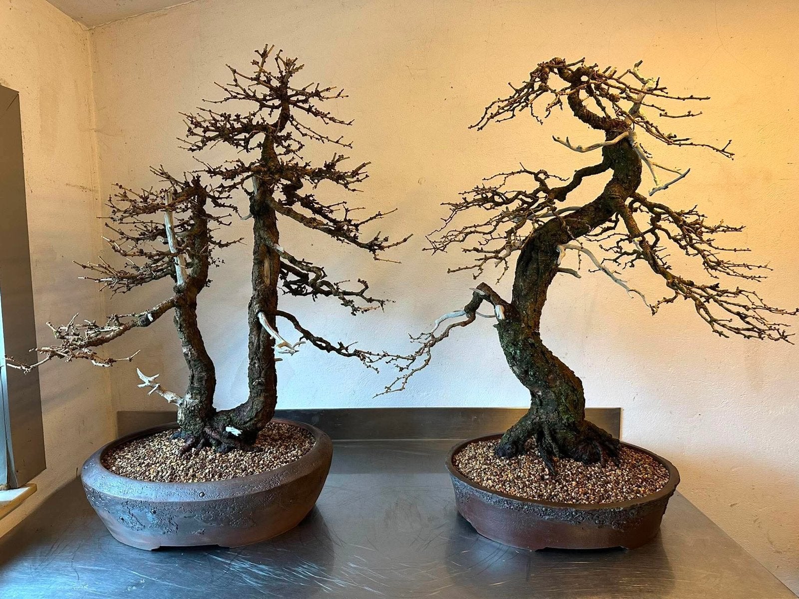 Bonsai Larix decidua, Ophalen