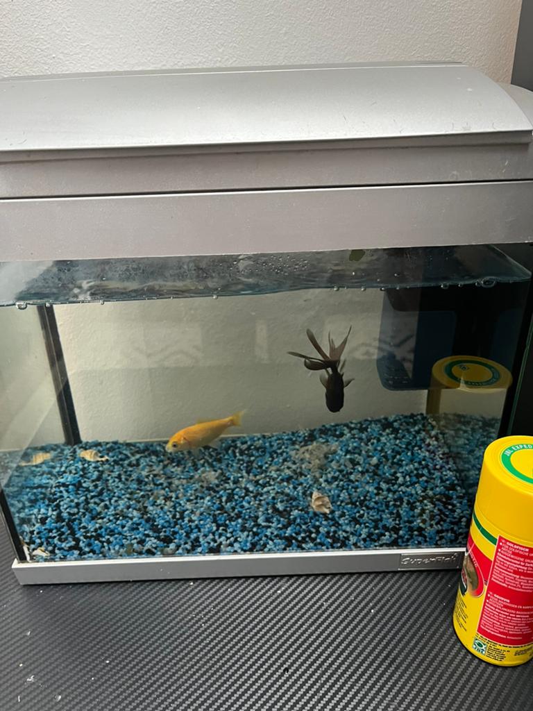 2 vissen met aquarium en filter, Enlèvement, Comme neuf, Filter
