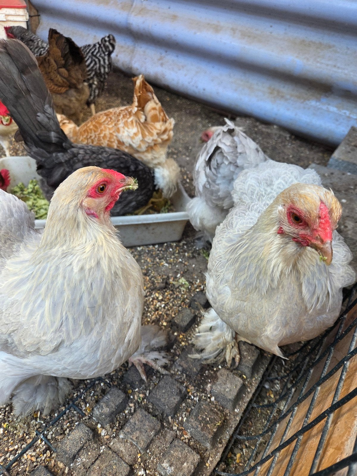 brahma kriel (kleinere versie) 1 hen- isabelkleurig, Dieren en Toebehoren, Pluimvee