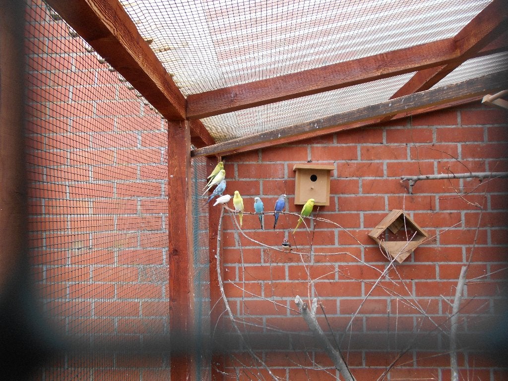 Jonge grasparkieten, Parkiet