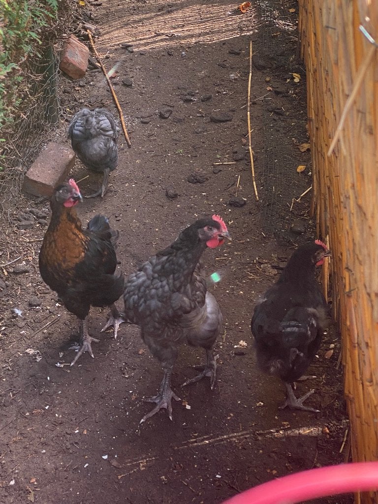 Haantjes, Dieren en Toebehoren