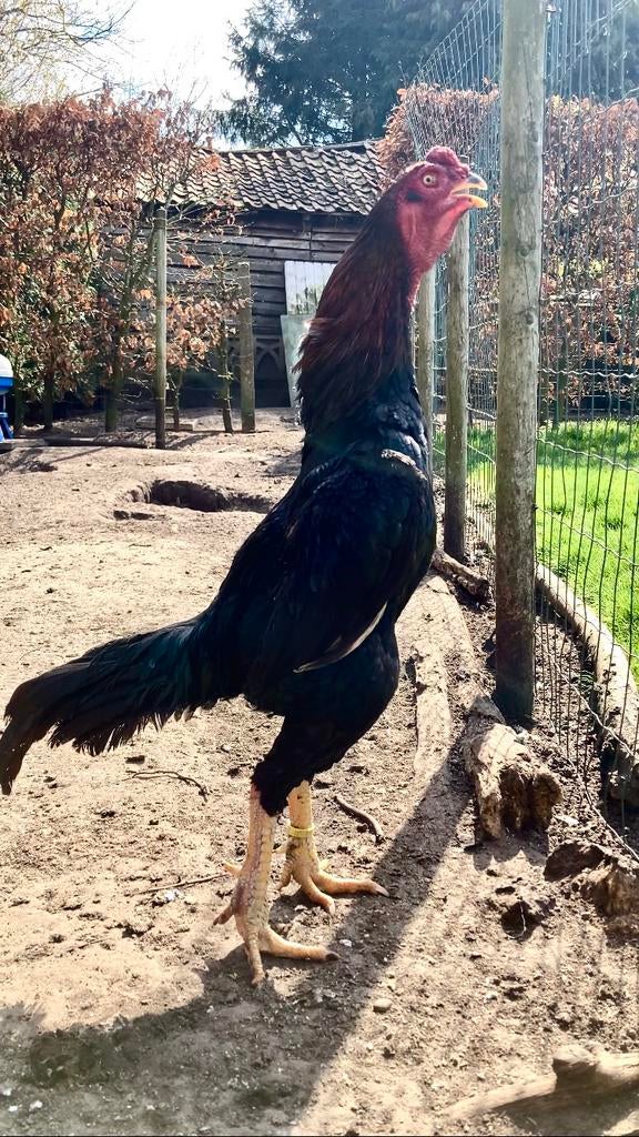 O-Shamo haan, Dieren en Toebehoren