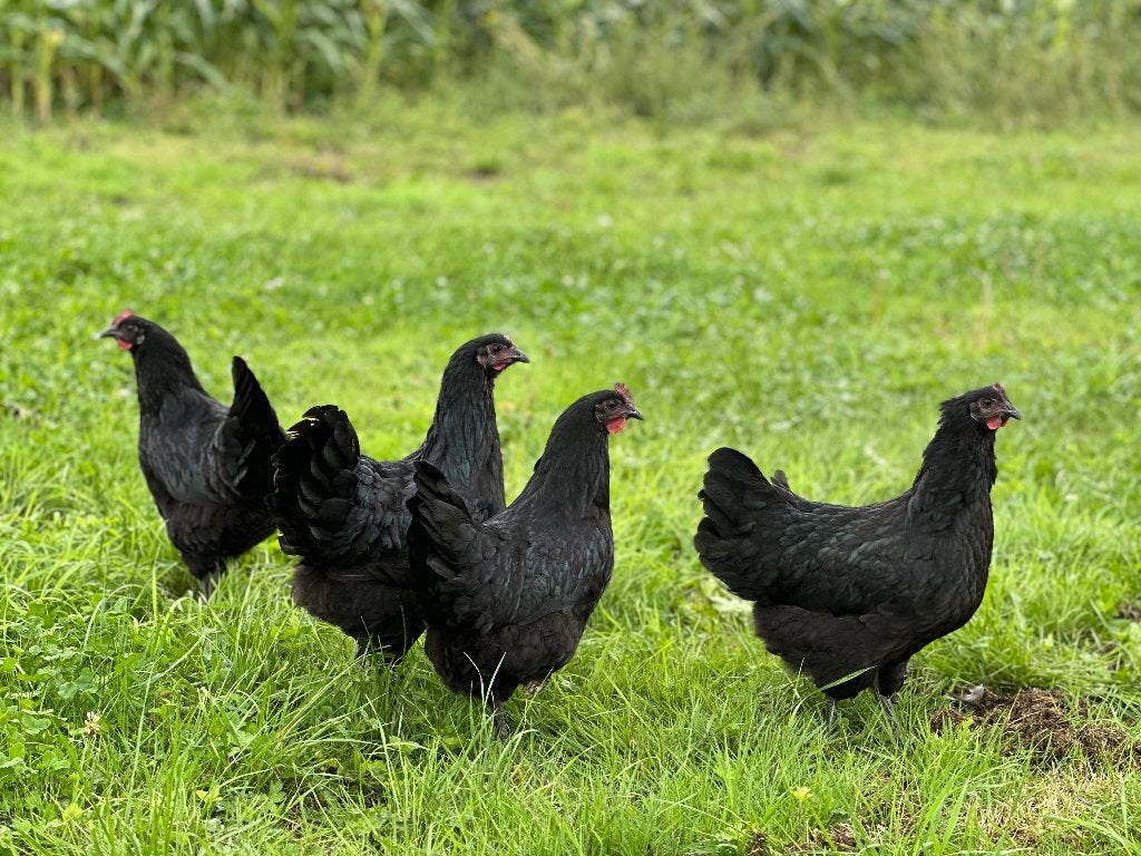 Jonge tamme Australorp kippen gesekst en ingeënt