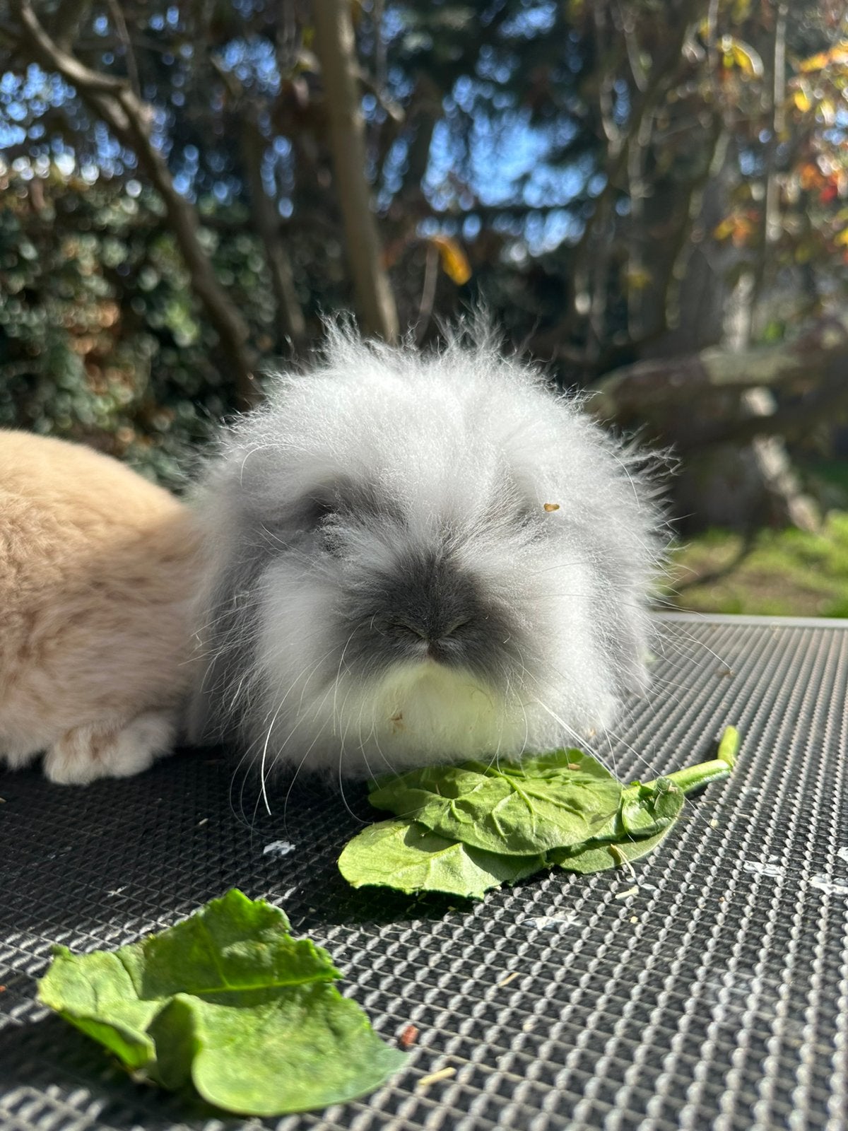 Mini lionlop rammetje, Dieren en Toebehoren, Klein, Hangoor