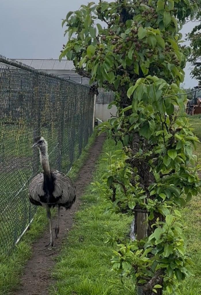Nandoe man te koop, Dieren en Toebehoren, Pluimvee, Mannelijk, Overige soorten