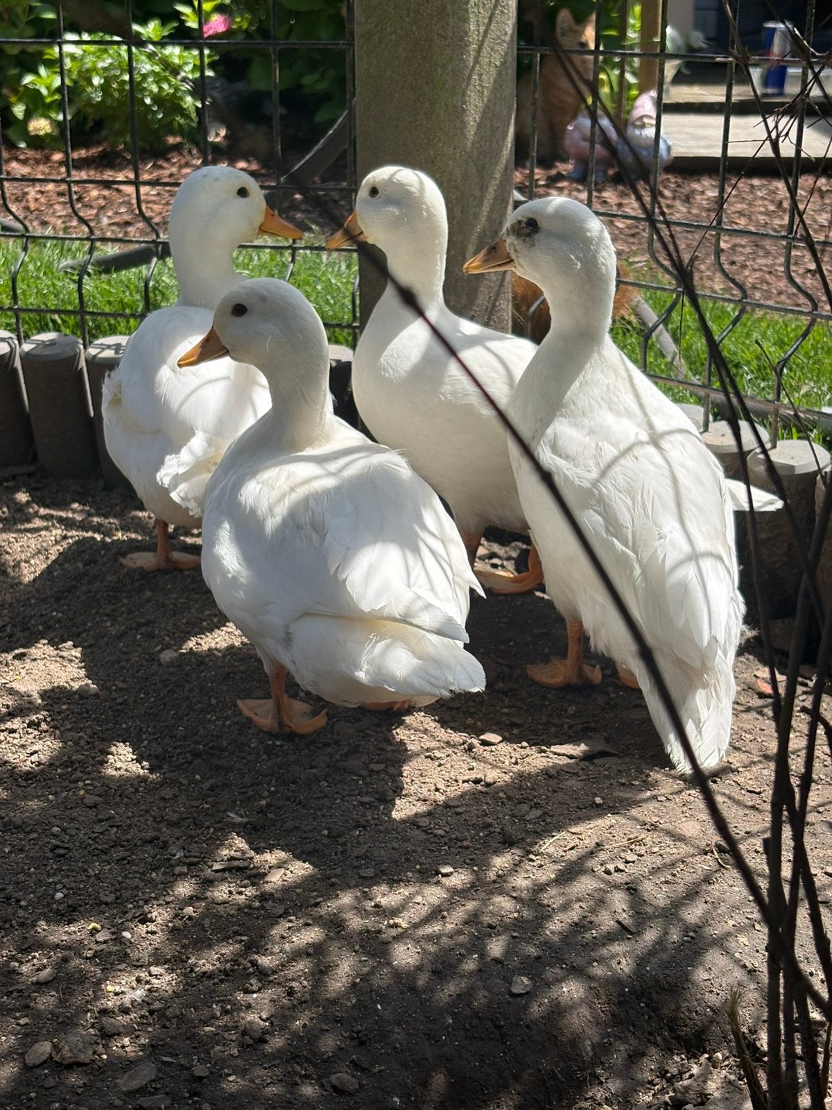 Hollandse kwakers, Dieren en Toebehoren, Pluimvee, Eend, Meerdere dieren