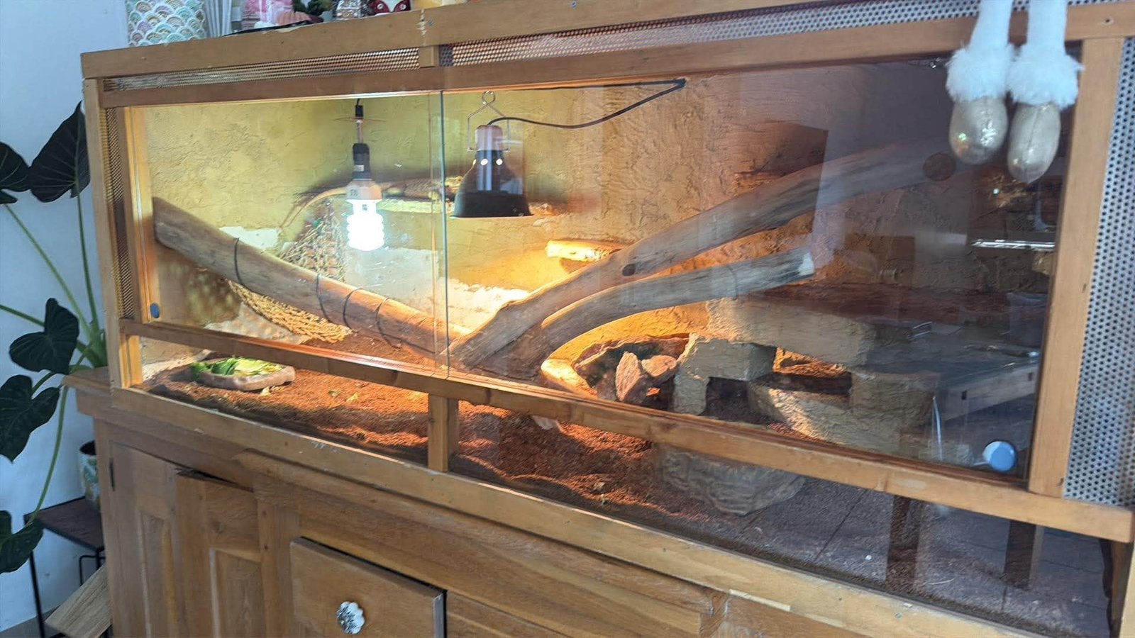 Terrarium + pogona, Animaux & Accessoires, Enlèvement, Comme neuf