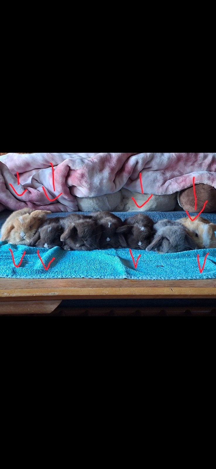 100% raszuiver minilopjes 4 reeds te reseeveren, Dieren en Toebehoren